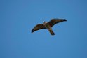 Aftenfalk.20150807_5394