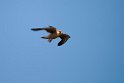 Aftenfalk.20150807_5468