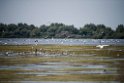 Fuglerig sø.20150804_DSC6943