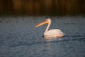 Hvid Pelikan.20150805_DSC7374