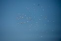 Hvid Pelikan.20150806_5621