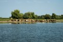 Køer Donau.20150804.20150804_5294