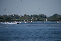 Locals disturb Pelicans.20150806_5580