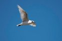 Sorthovedet måge.20150803_DSC6501