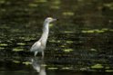 Tophejre.20150804_DSC6890