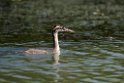 Toppet lappedykker.20150804_DSC6879