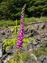 Blomst.20170630_162334
