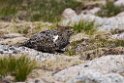 Fjeldrype.20170620_8157