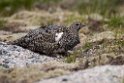 Fjeldrype.20170620_8159