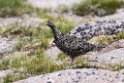 Fjeldrype.20170620_8171