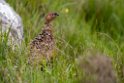 Grouse.20170627_7853