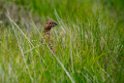 Grouse.20170627_7859