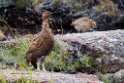 Grouse.20170627_7907