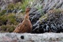 Grouse.20170627_7924