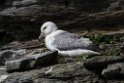 Mallemuk.20170623_8061