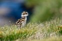 Pomeransfugl.20170620_8133