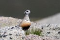 Pomeransfugl.20170620_8194