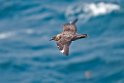 Storkjove.20170623_8039