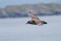 Storkjove.20170627_7988
