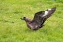 Storkjove.20170627_7993