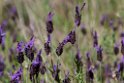 Blomst.20120415_9052