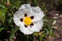 Blomst.201217apr_5180