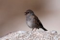 Jernspurv.20120421_9608