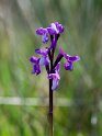 Orchis champagneuxii.20120415_9024