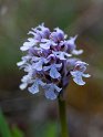 Orchis conica.20120415_9019