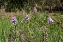 Orchis italica.20120415_8995