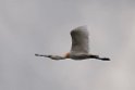 Skestork.20120415_9074