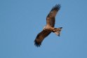 Sort glente.20120416_9248