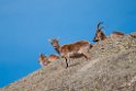 Spansk Ibex.20120421_9454