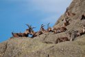 Spansk Ibex.20120421_9456