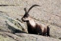 Spansk Ibex.20120421_9468