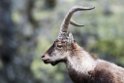 Spansk Ibex.20120421_9631