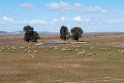 steppe med får.20120415_8974
