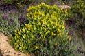 Blomster_DSC6383