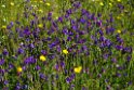 Blomster_DSC6495