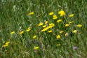 Blomster_DSC6498