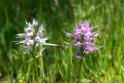 Orchis italica_DSC6482