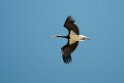 Sort stork_DSC6606