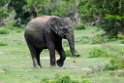 Asian Elephant20131129_0167