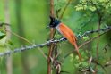 Asian paradise-flycatcher.20131201_0357