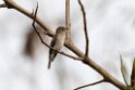 Brown flycatcher.20131201_0378
