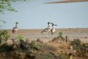 Great Stone-curlew.20131201_0442