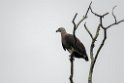 Grey-headed  Fish-eagle.20131207_0579