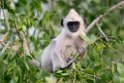 Hanuman Langur.20131201_0417
