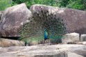 Indian Peacock.20131129_0028