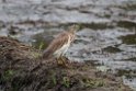 Indian Pond Heron.20131129_0231
